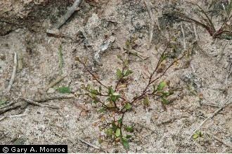 Hornungia procumbens Plants Profile for Hornungia procumbens prostrate hutchinsia