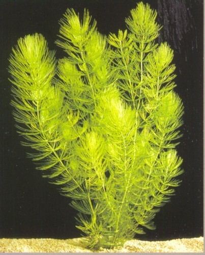 Hornwort Hornwort Ceratophyllum demersum Submerged