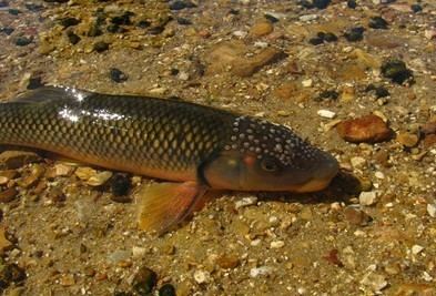 Hornyhead chub Hornyhead Chub Fishes of Boneyard Creek