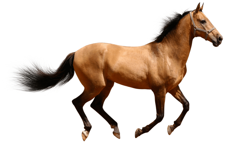 Horse horse images pictures