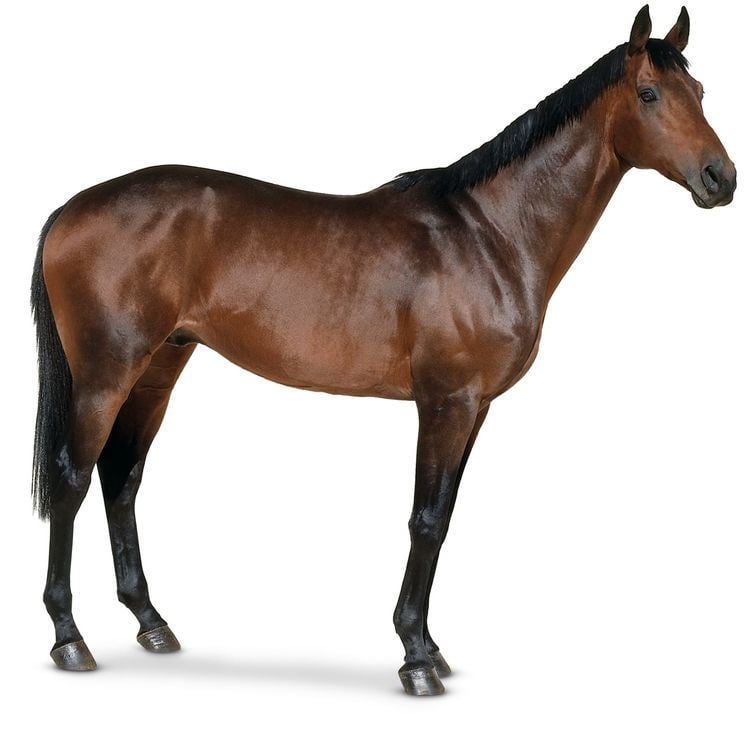 Horse What Is A Horse Learn About Horses DK Find Out