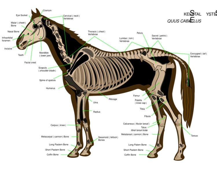 Horse httpsuploadwikimediaorgwikipediacommons22