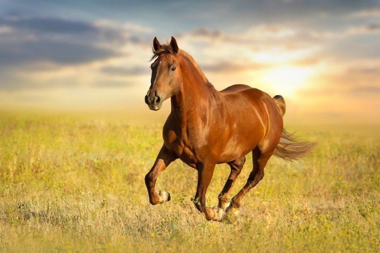 Horse Why Are Horse Tails So Different From Zebras and Donkeys Science ABC