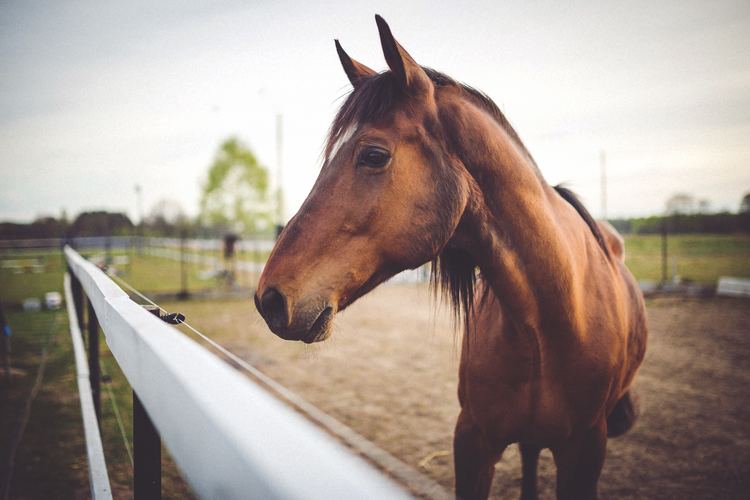 Horse Horse Pictures Pexels Free Stock Photos