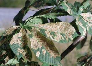 Horse-chestnut leaf miner Horse chestnut leaf miner Tree pests and diseases