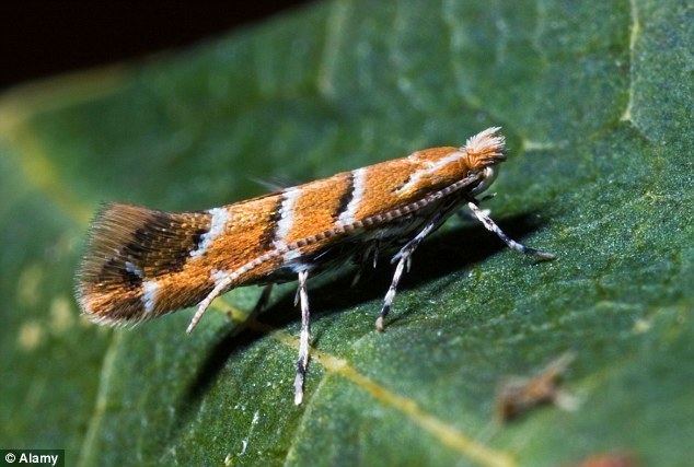 Horse-chestnut leaf miner The Conker moth conquers UK Daily Mail Online