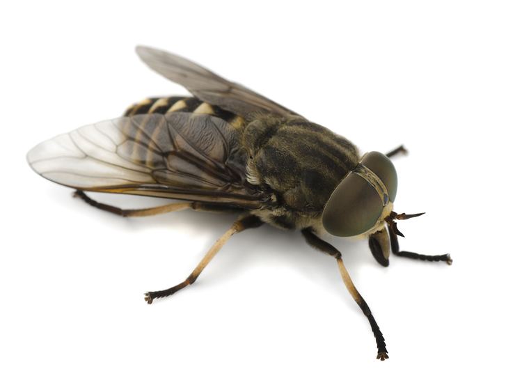 Horse-fly Horse Flies Control Bites amp Extermination of Flies