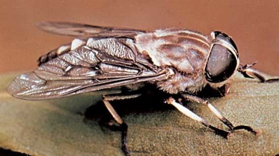 Horse-fly horse fly insect Britannicacom
