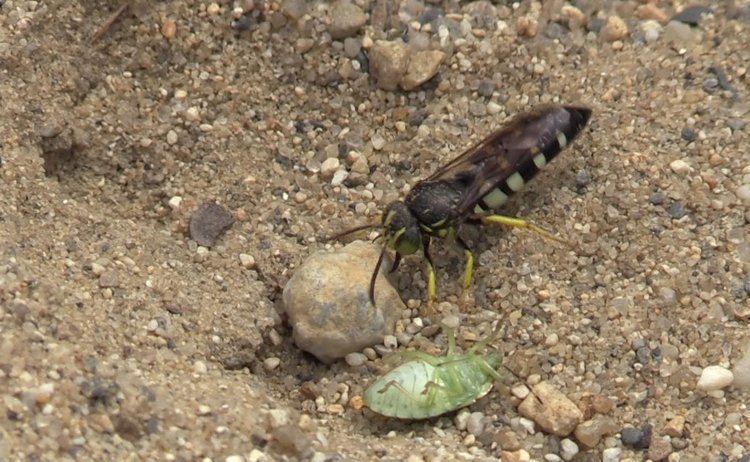 Horse guard wasp Horse Guard Wasp Digs Den Cicada Killers Painted Turtle Fungi
