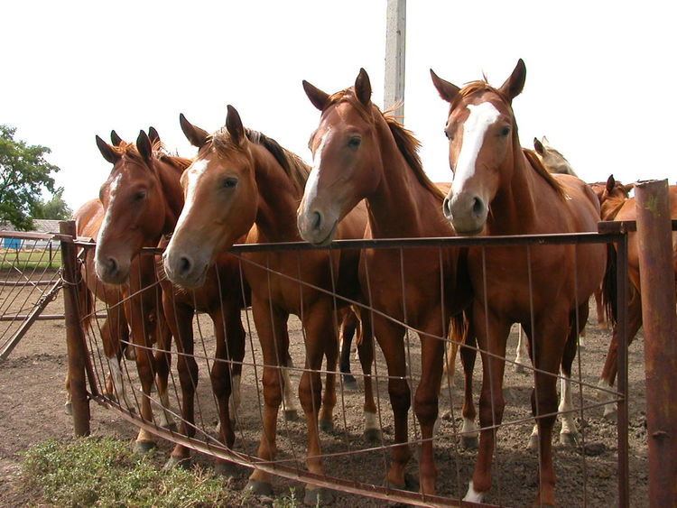 Horse markings