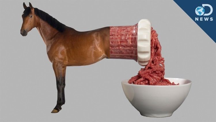 Horse meat Would You Eat Horse Meat YouTube