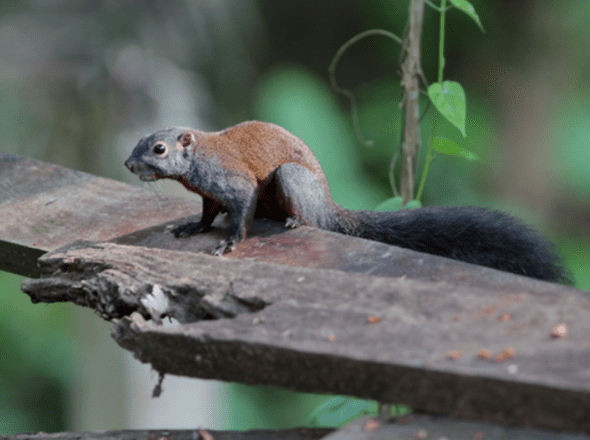 Horse-tailed squirrel httpsspeakupforthevoicelessfileswordpresscom
