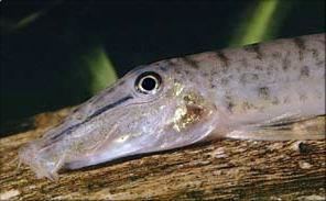 Horseface loach A guide and forum devoted to Horseface loaches Acantopsis