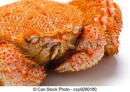 Horsehair crab Stock Photography of horsehair crab Cooking ingredient series