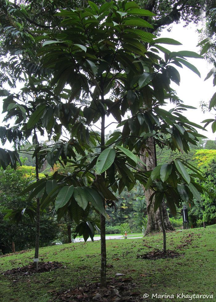 Horsfieldia Trees of Tropical Asia Horsfieldia superba