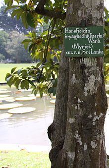 Horsfieldia iryaghedhi httpsuploadwikimediaorgwikipediacommonsthu