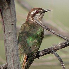 Horsfield's bronze cuckoo httpsuploadwikimediaorgwikipediacommonsthu