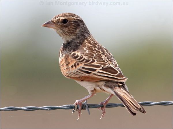 Horsfield's bush lark Horsfield39s Bush Lark photo image 1 of 6 by Ian Montgomery at