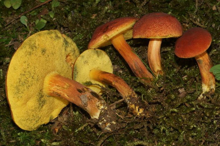 Hortiboletus rubellus 4 Found in Mississippi Product Categories The Bolete Filter