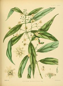 Hortonia angustifolia httpsuploadwikimediaorgwikipediacommonsthu