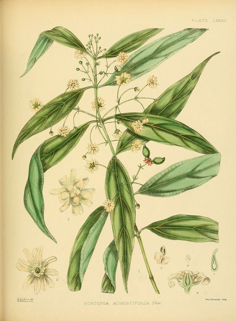 Hortonia (plant)