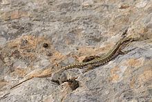 Horvath's rock lizard httpsuploadwikimediaorgwikipediacommonsthu