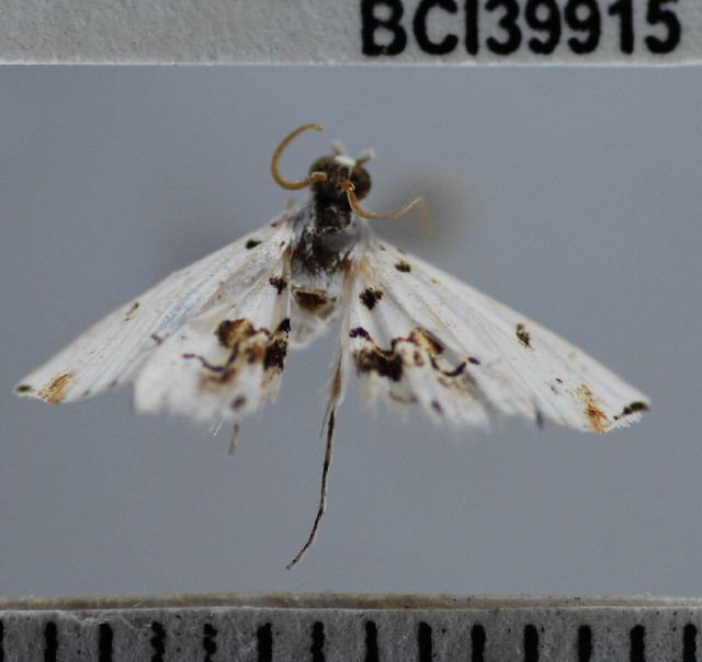 Hositea bicincta