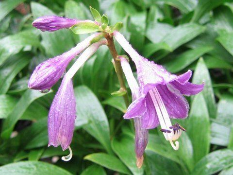 Hosta clausa httpsuploadwikimediaorgwikipediacommons33