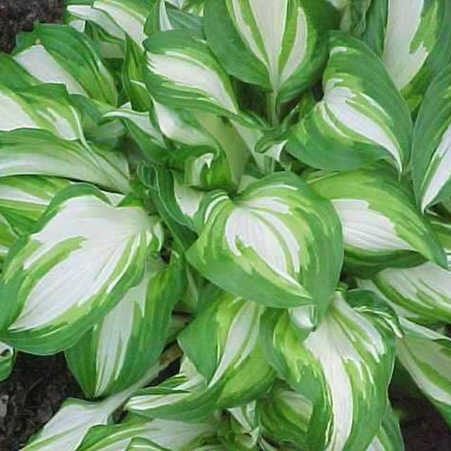 Hosta 'Undulata' Hosta 39Undulata39 Wavy Plantain Lily