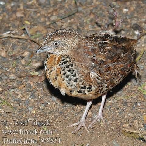 Hottentot buttonquail Hottentot Buttonquail Turnix hottentottus Google Search Birds of