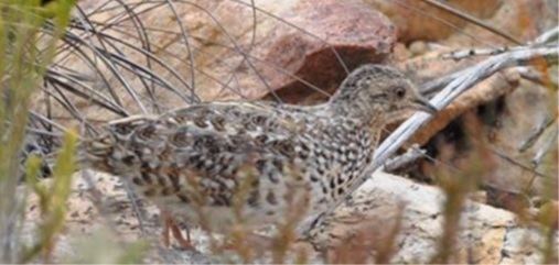 Hottentot buttonquail Welcome to BirdLife South Africa Hottentot Buttonquail