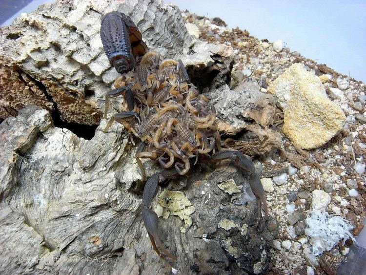 Hottentotta Panarthropodade Caresheets Scorpions