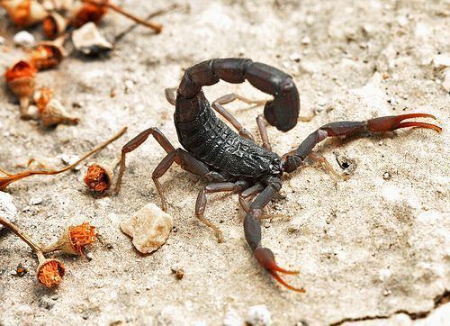 Hottentotta Hottentotta judaicus Black scorpion Buthotus judaicus
