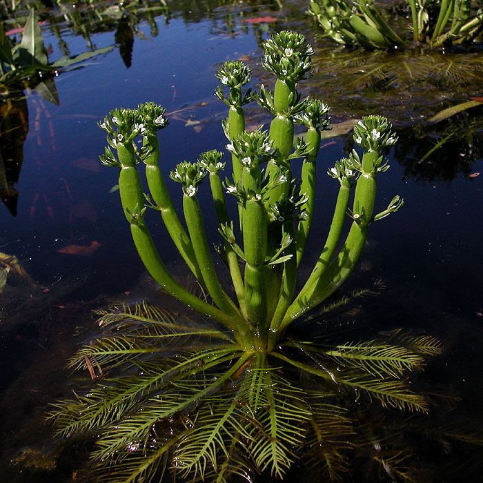 Hottonia wwwblumeninschwabendeZweikeimblaettrigePrimelg