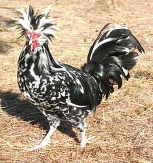 Houdan chicken Houdan Chicken Modern Farming Methods