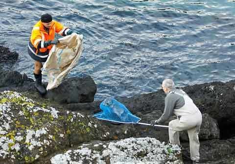 Houghton Bay Entangled fur seal set free at Houghton Bay Wellington Media
