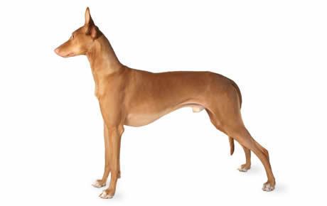 Hound Pharaoh Hound Dog Breed Information Pictures Characteristics