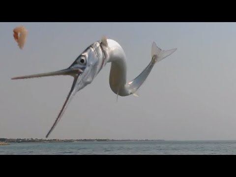 Houndfish Fishing with Hatman for Needlefish amp Houndfish YouTube