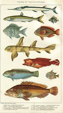 Houndfish httpsuploadwikimediaorgwikipediacommonsthu