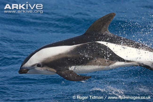 Hourglass dolphin Hourglass dolphin videos photos and facts Lagenorhynchus cruciger