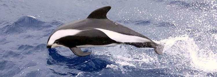 Hourglass dolphin Hourglass Dolphin facts and adaptations ThingLink