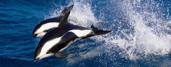 Hourglass dolphin Hourglass Dolphin Species Guide WDC