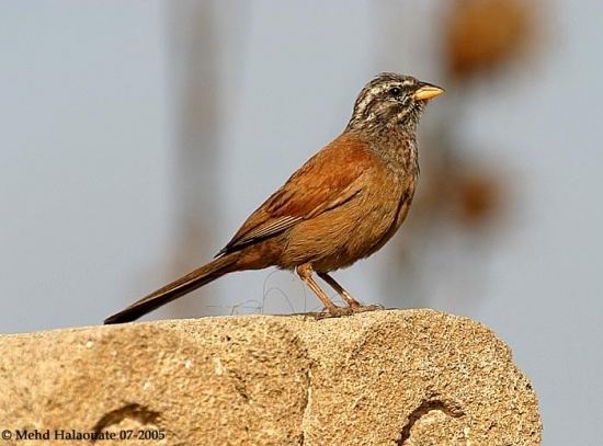 House bunting House Bunting BirdForum Opus