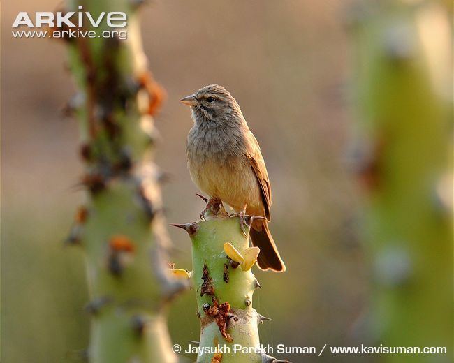 House bunting House bunting videos photos and facts Emberiza striolata ARKive