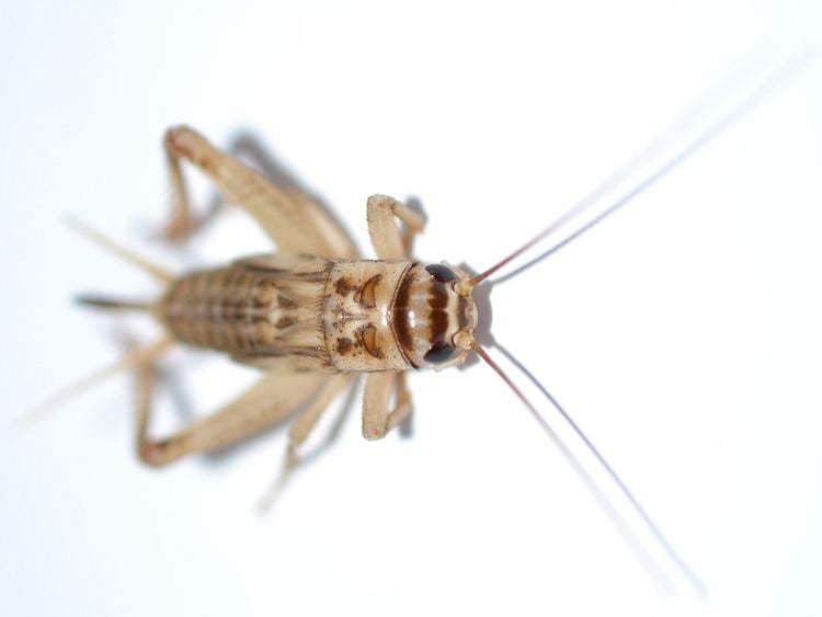House cricket House Cricket Information How to Get Rid of Crickets