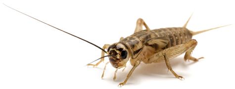 House cricket Crickets
