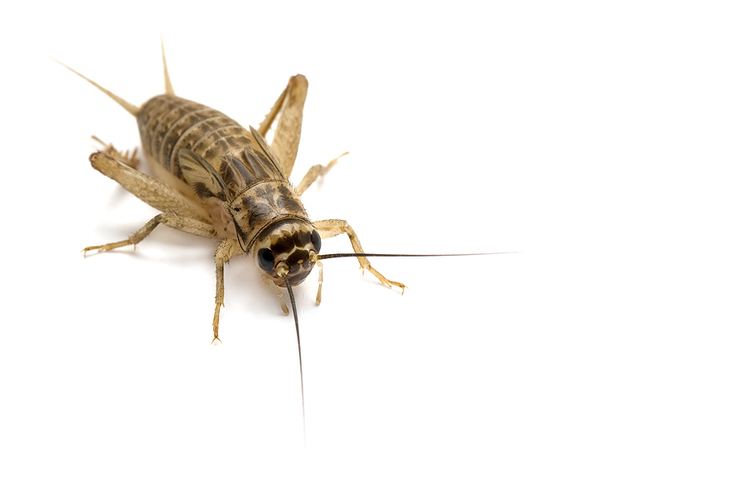 House cricket House Cricket Pest Control Facts amp Information pestcontrolcom