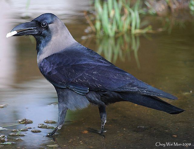 House crow Oriental Bird Club Image Database House Crow Corvus splendens