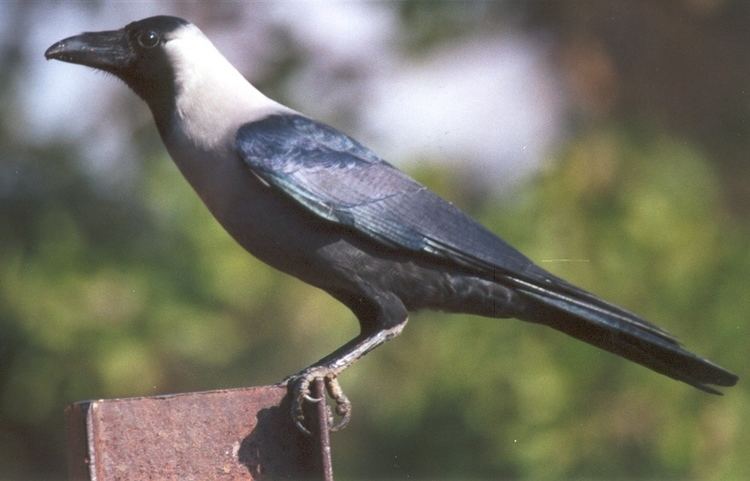 House crow House Crow Redorbit