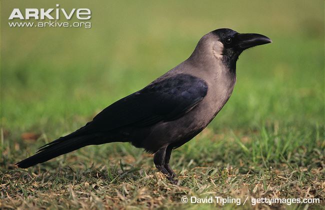House crow House crow photo Corvus splendens G51033 ARKive